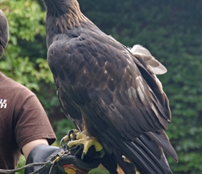 Golden Eagle at bird display
