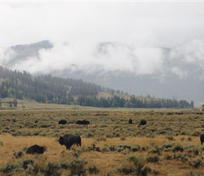 Bison in the Lamar Valley