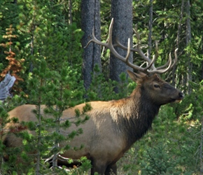 Elk with quite a rack of antlers