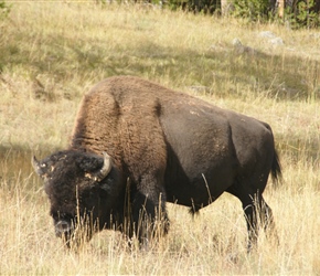 Lone Bison near Canyon