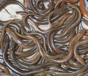 1.3 3 Eels at market