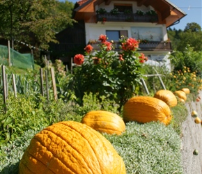 Pumpkins in Dolenji