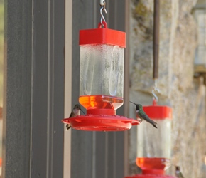 Hummingbirds visit at Monarch Mountain Lodge