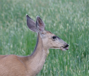 Deer just outside Leadville