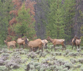 Our first Elk Herd