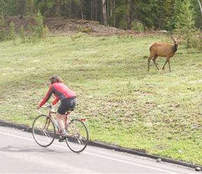 Helen passes an Elk at the start of the climb