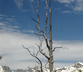Tree and mountains in the Rocky Mountain National Park