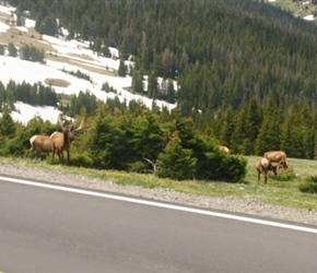 Carel and Malc pass an Elk Herd on the way up