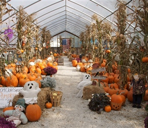 Pumpkins for sale in Chester