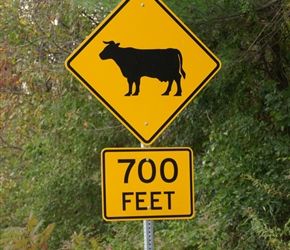 How many feet does a cow have?