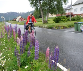 Joan passes lupins on the climb to Grodas