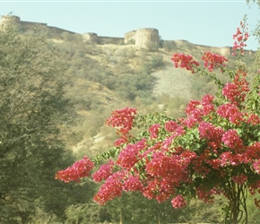 Bougainvillea and Amer Fort