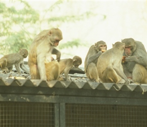 Monkeys at Jaipur