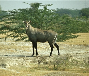 The blue bull is unlike antelope,Nilgai has a body of horse and face of a cow. Nilgai,the largest Asian antelope is one of the most commonly seen wild animal across India, live on a variety of land types from hillsides to level ground. 