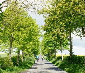 Through an avenue of trees towards Tarlton