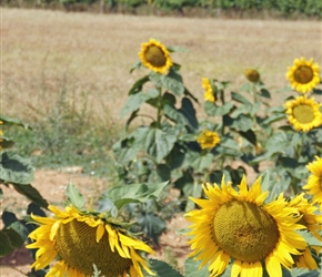 20.08.2012-CTC-Chateau---Jonzac-(33)-Sunflowers.jpg