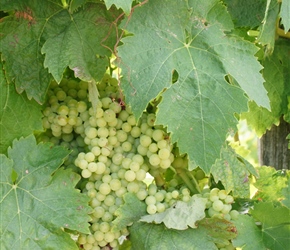 Grapes, when the countryside is full of them
