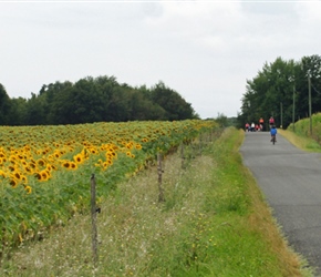 Gilly and Katie passing sunflower fields