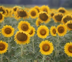 Sunflowers near St Leger
