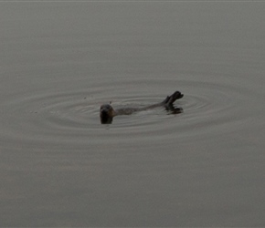 There was even a seal enjoying the water in Hvalfjordur