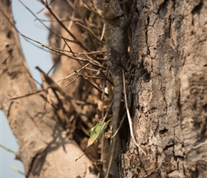 Sri Lanka has an abundance of wildlife . This lizard was watching us from the tree by the shop