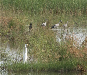 Heading along the A32 at Thatchchanthoppu was flat, and there was so much bird life about in the many water areas