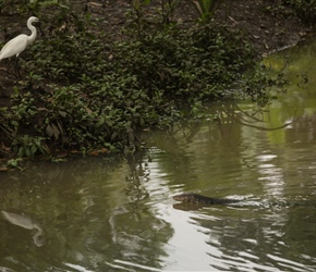An egret keeps an eye on the moniter as it swims the canal