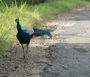 There are loads of peacocks in Sri Lanka, you're hear their cry very commonly
