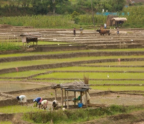 Spring planting season in the rice fields. A combination of hand planting and a very unusual sight, using an oven plough