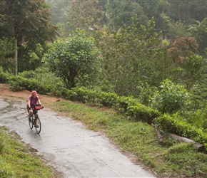 Linda on the southerly section of the loop road from Diyatalawa, passing through the tea plantations