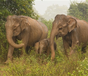 Two Indian elephants and babies at foot in Udawalawe National Park 