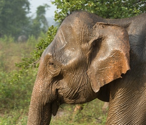 Indian elephant at Udawalawe National Park 