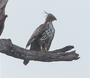 A Crested Hawk Eagle sits in a tree at Udawalawe National Park 