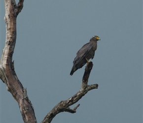 Eagle at Udawalawe National Park