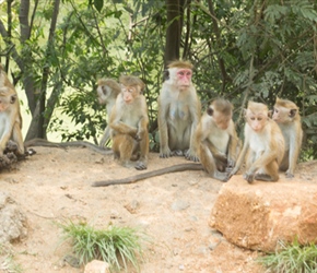 A family portrait of monkeys close to the lake called Ambawila Wewa