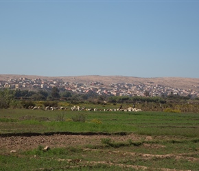 North of massa is an area of greeness associated with a river valley. Here a herd of sheep graze the pasture with Toulou behind