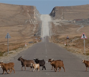Goats crossing the road. Note the huge cutting in the distance that was not tarmacced