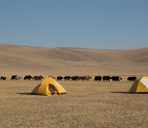 A herd of yaks pass our camping site