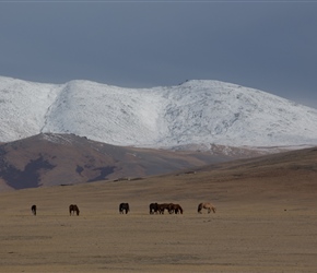 Horses on the plan with snow capped mountains within a few miles of the finish which was flat with a final downhill