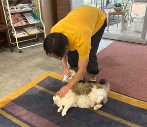 Ken communes with one of the many cats at Hotel Shiroi Todai