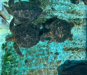 Turtles in Hiwasa