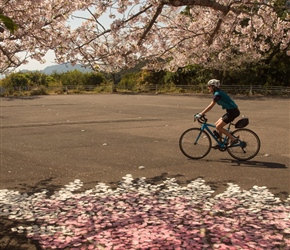 Lynn cycles past paint and blossom