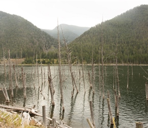 Dead trees in earthquake lake