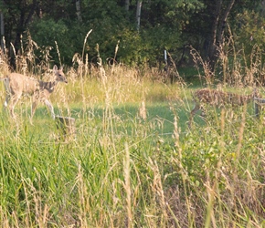 Mule Deer