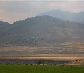 Elk Herd