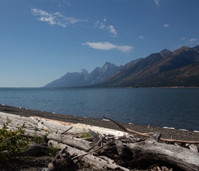 Logs and the Tetons by Jackson Lake