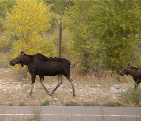 Moose on the cyclepath