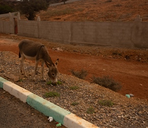 The lone donkey is far too busy finding something to eat