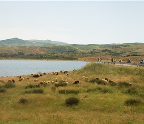 Passing sheep and the lake at Lake Pretushes